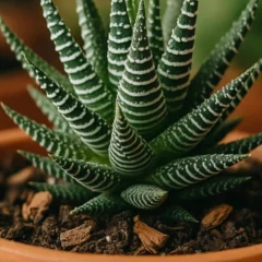 Veja como cultivar suculenta Haworthia e evitar o apodrecimento das raízes