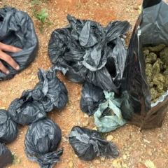 Polícia Civil realiza ações de combate ao tráfico de drogas em Jequié e Feira de Santana
