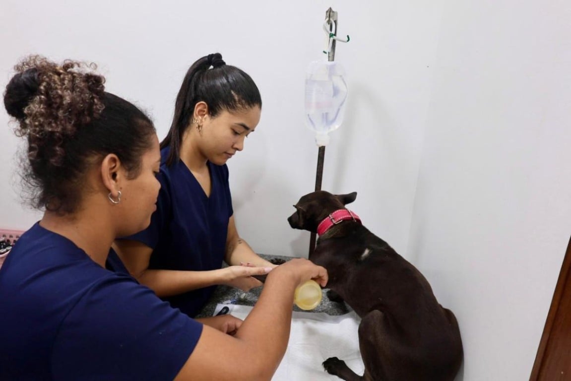 Castração de Animais Castração de Animais