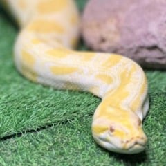 cobra animal exposição répteis