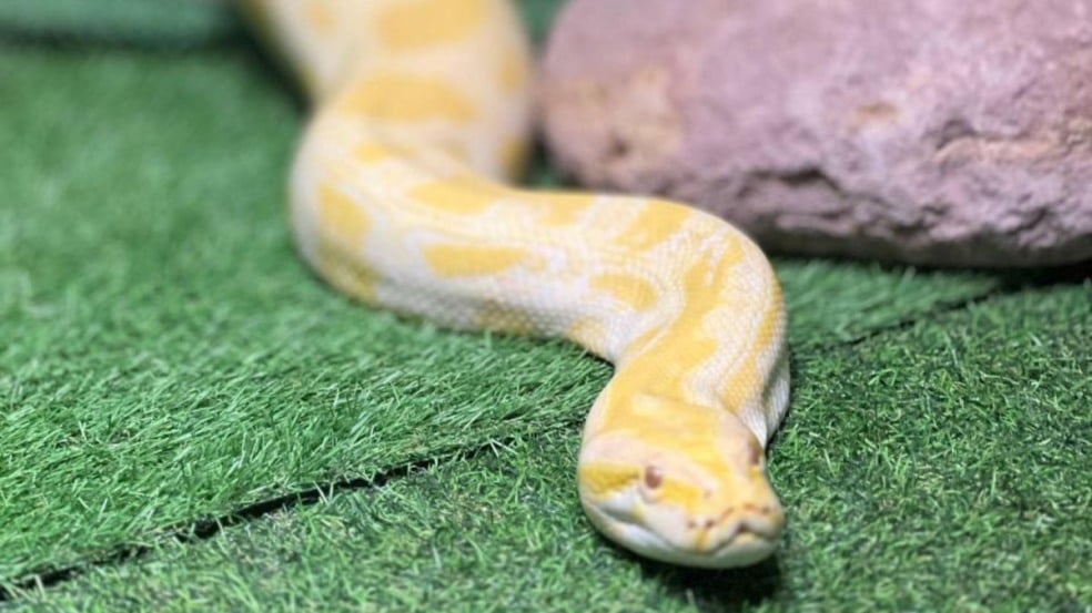 cobra animal exposição répteis