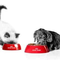 Nutrição de gatos e cães: nutricionista explica o segredo para desenvolvimento saudável dos Pets