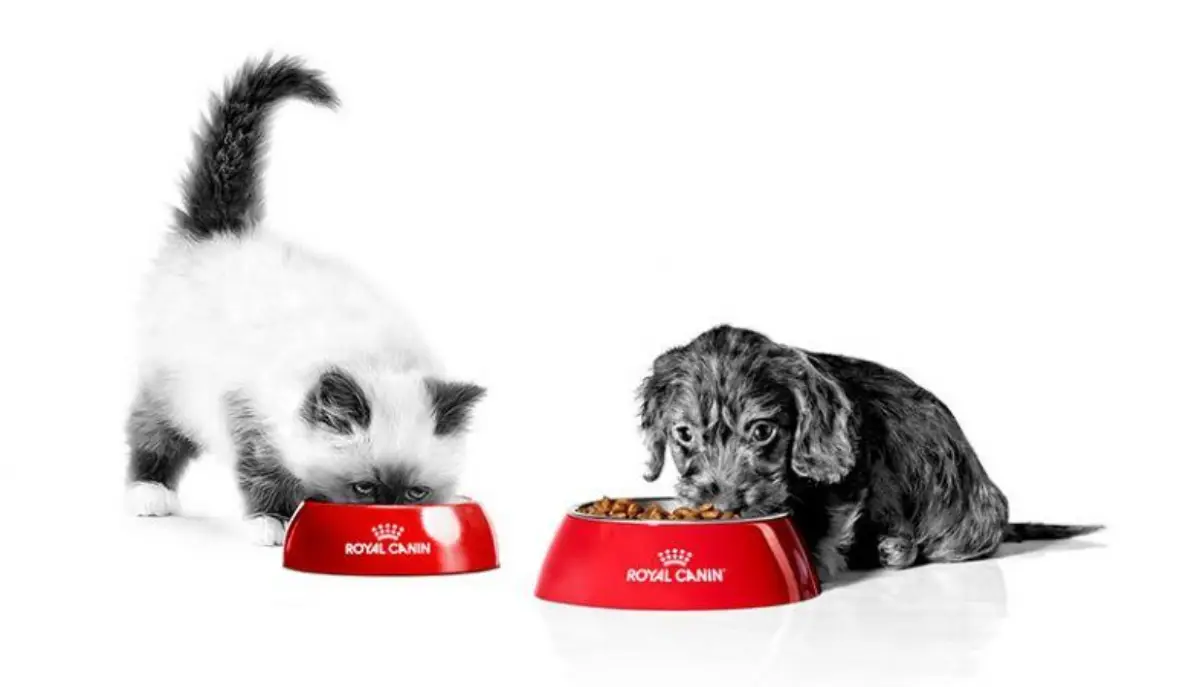 Nutrição de gatos e cães: nutricionista explica o segredo para desenvolvimento saudável dos Pets Nutrição de gatos e cães: nutricionista explica o segredo para desenvolvimento saudável dos Pets