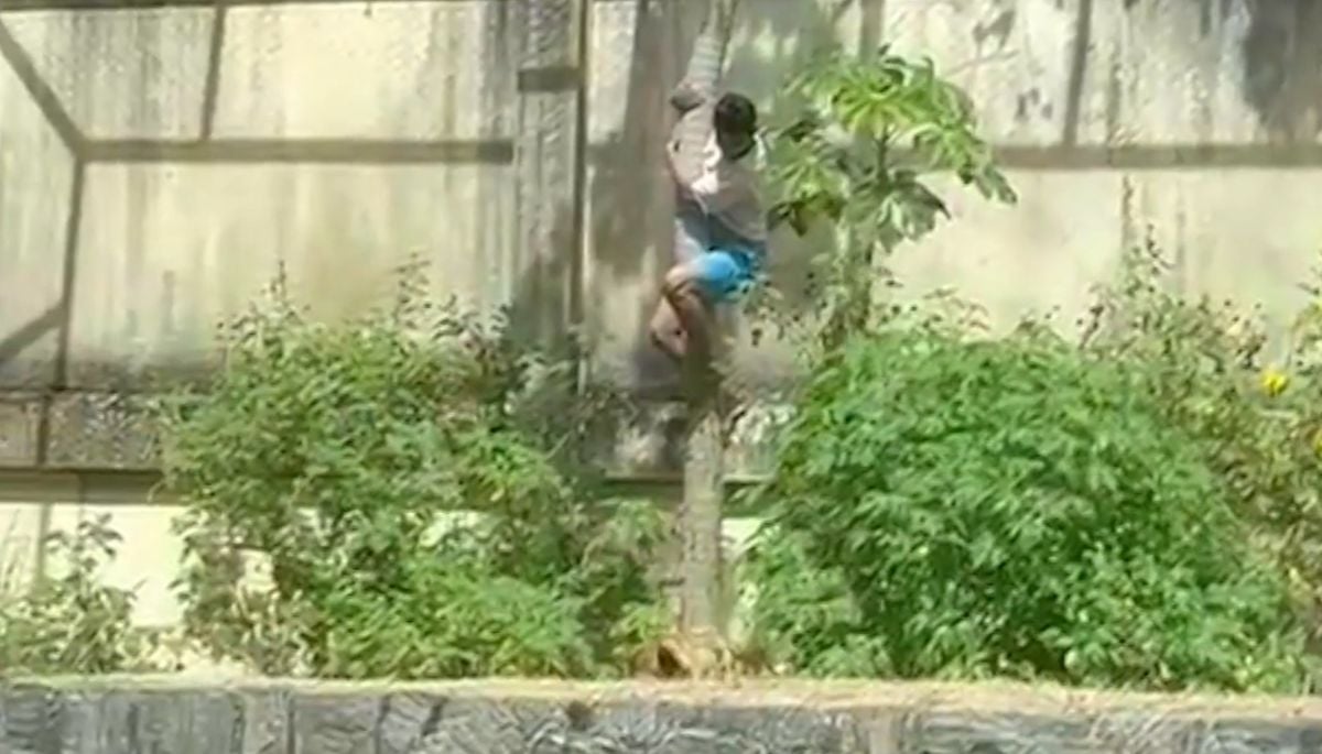 jovem morto por leoa