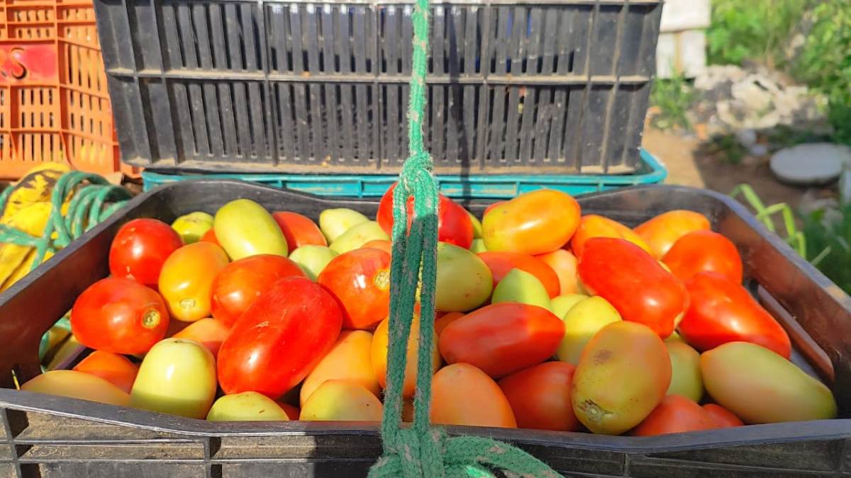 Centro de Abastecimento