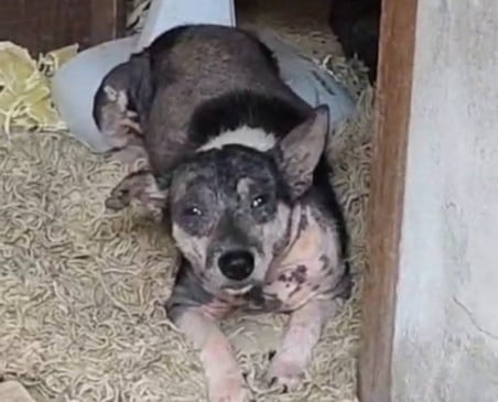 Polícia Civil deflagra operação para combate dos maus-tratos aos animais em Feira de Santana