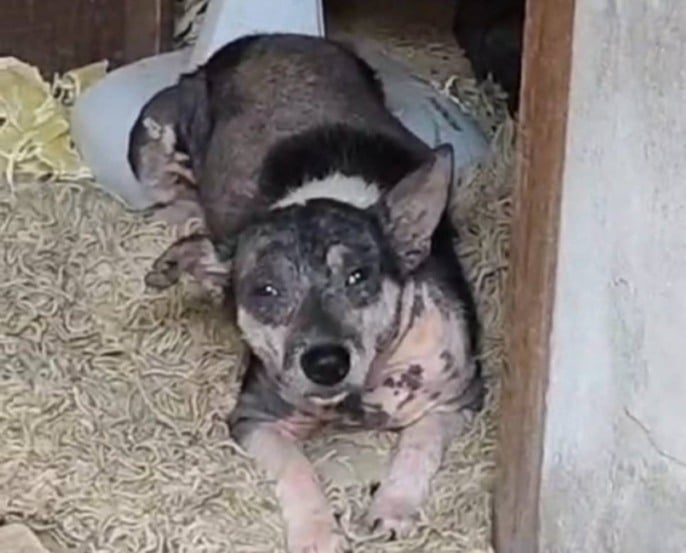 Polícia Civil deflagra operação para combate dos maus-tratos aos animais em Feira de Santana