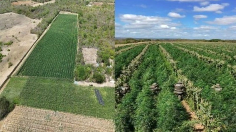 pés de maconha pés de maconha