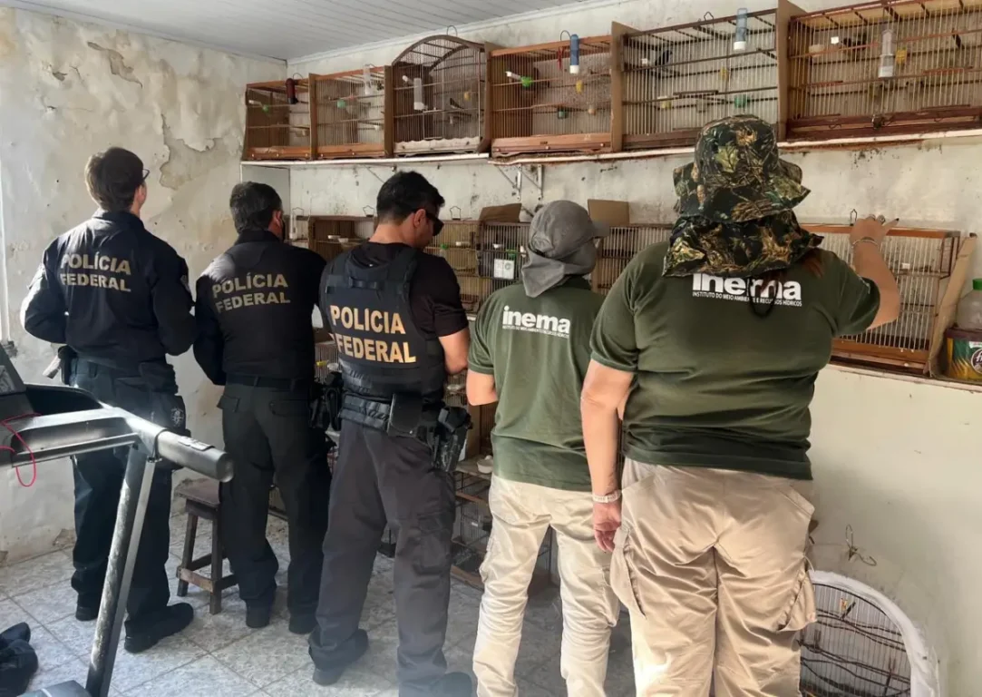 PF resgata 32 aves vítimas do tráfico e investiga falsificação de anilhas em Salvador PF resgata 32 aves vítimas do tráfico e investiga falsificação de anilhas em Salvador