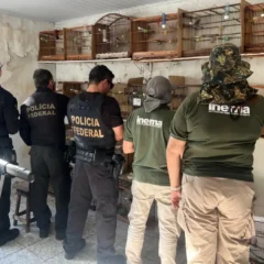 PF resgata 32 aves vítimas do tráfico e investiga falsificação de anilhas em Salvador
