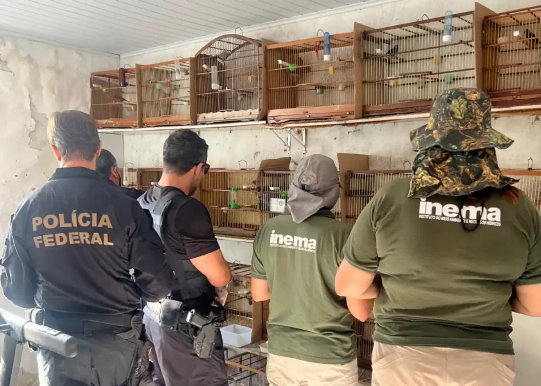 PF resgata 32 aves vítimas do tráfico e investiga falsificação de anilhas em Salvador