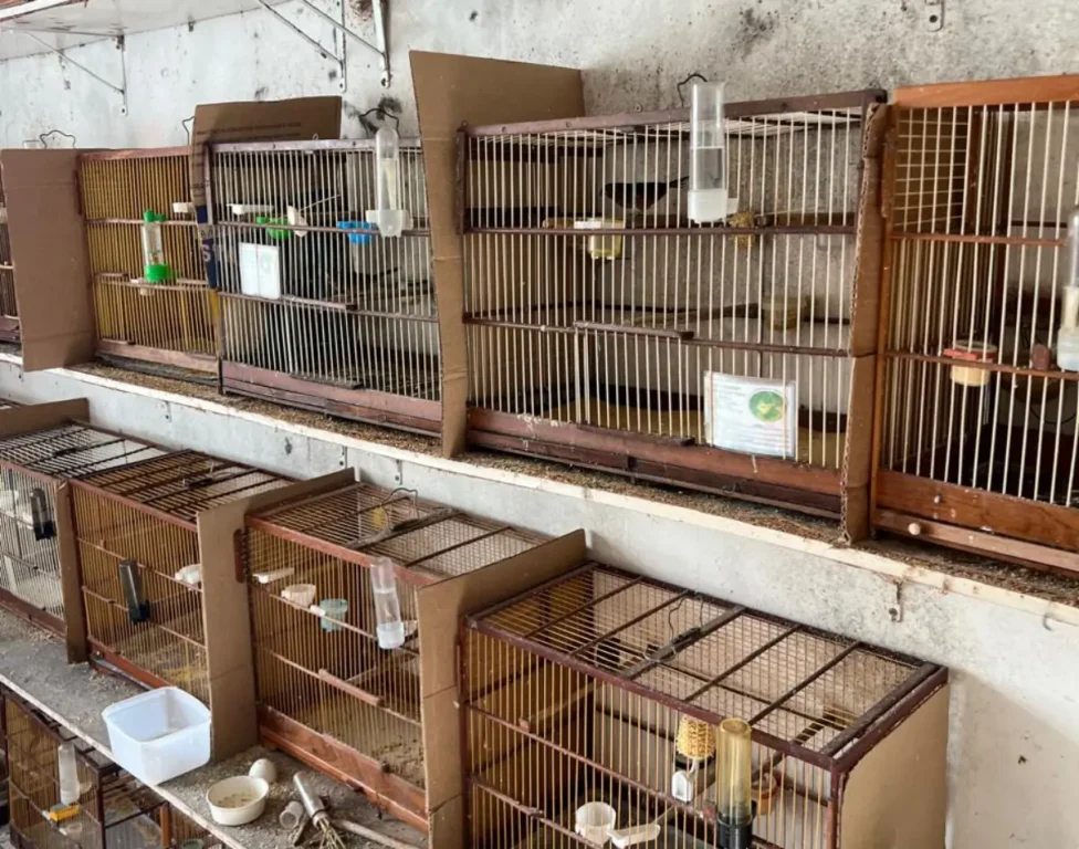 PF resgata 32 aves vítimas do tráfico e investiga falsificação de anilhas em Salvador
