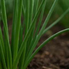 3 truques para ter cebolinha sempre fresca na horta mesmo com pouca rega