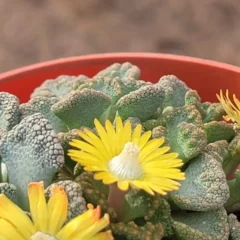 3 vantagens da Titanopsis calcarea que justificam seu apelido de “diamante vivo do deserto”