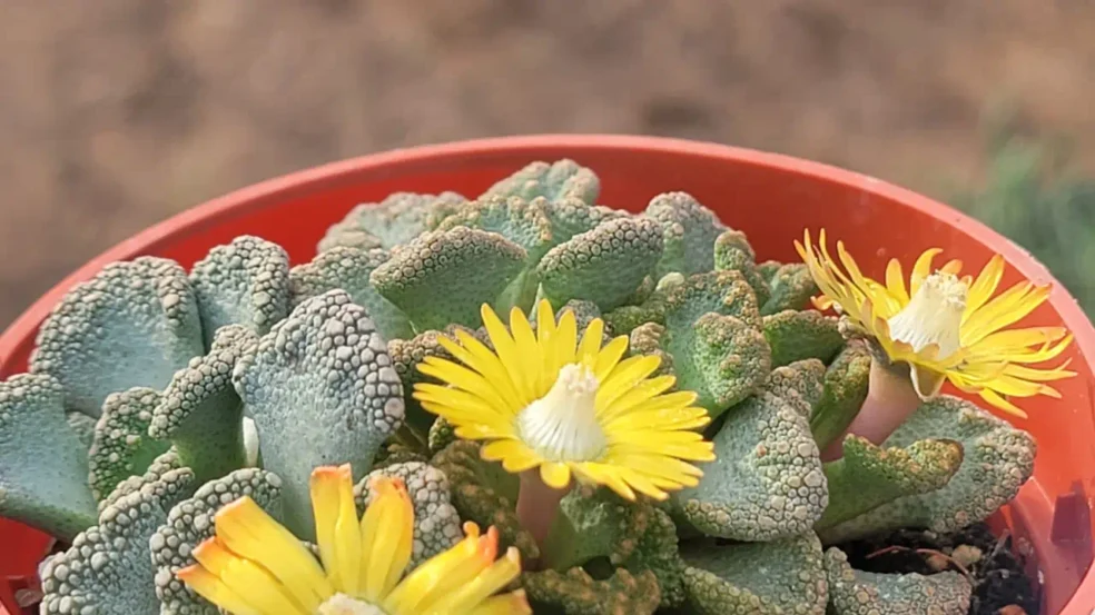 3 vantagens da Titanopsis calcarea que justificam seu apelido de “diamante vivo do deserto”