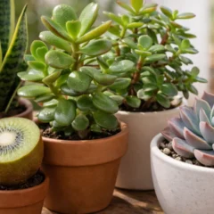 4 suculentas f&aacute;ceis que n&atilde;o morrem com excesso de rega ocasional