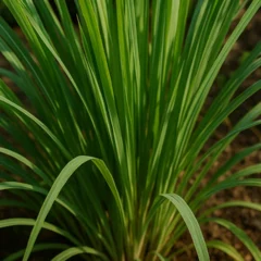 5 formas de usar o capim-limão no jardim e afastar insetos naturalmente