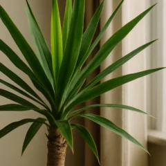 5 motivos técnicos que fazem da Yucca uma planta “indestrutível” mesmo para iniciantes