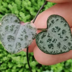 6 detalhes curiosos dos Corações-emaranhados que mostram por que essa suculenta é puro charme