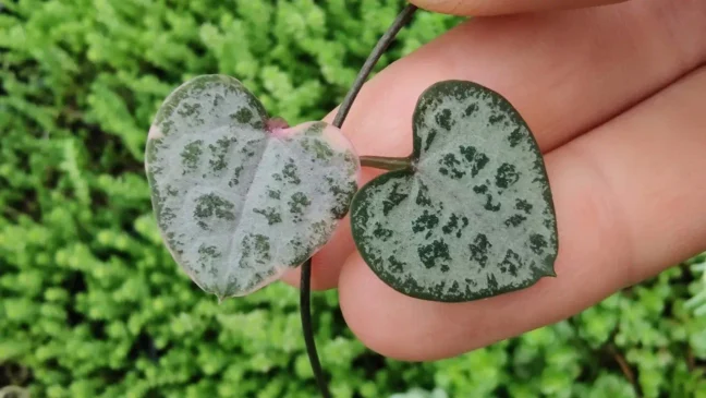 6 detalhes curiosos dos Corações-emaranhados que mostram por que essa suculenta é puro charme