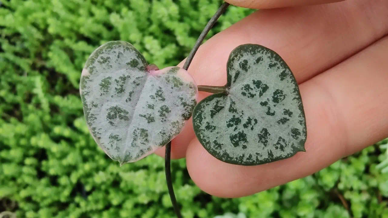 6 detalhes curiosos dos Corações-emaranhados que mostram por que essa suculenta é puro charme