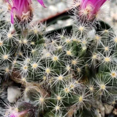 6 razões para tratar o Trichodiadema densum como bonsai controle total, estética e resistência