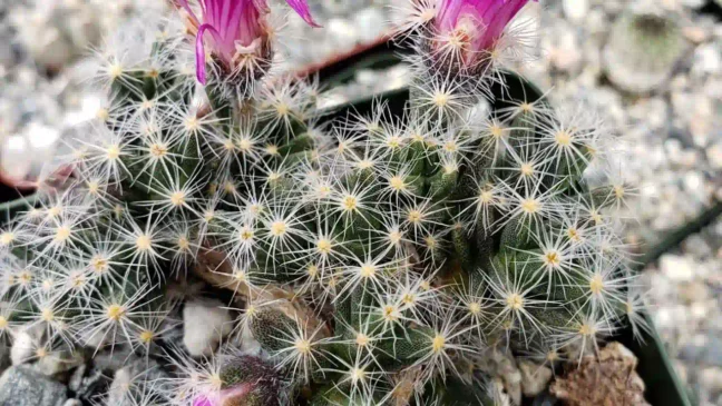 6 razões para tratar o Trichodiadema densum como bonsai controle total, estética e resistência