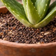 A babosa que apodrece no vaso sempre mostra o mesmo alerta &mdash; e ele aparece primeiro no substrato