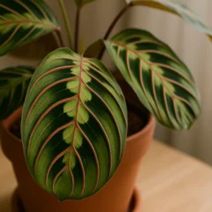 A condi&ccedil;&atilde;o ambiental que mant&eacute;m a maranta com desenhos vibrantes e o que muda quando ela come&ccedil;a a fechar