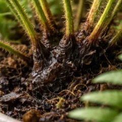 A samambaia enfraquecida por ambiente abafado d&aacute; sinais no caule antes das folhas