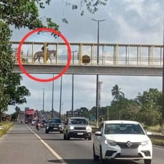 Cavalo em cima de passarela, lixo e vegeta&ccedil;&atilde;o alta; confira os flagrantes da comunidade