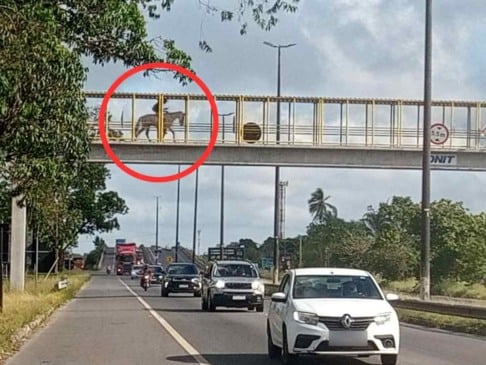 Cavalo em cima de passarela, lixo e vegetação alta; confira os flagrantes da comunidade