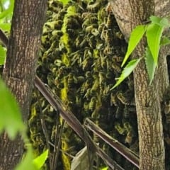 Colmeia em &aacute;rvore