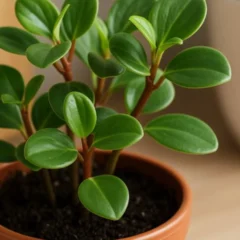 Como algumas peper&ocirc;mias criam mudas fortes rapidamente mesmo sem enraizador