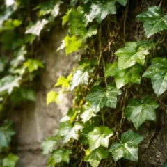 Crescimento ralo na hera costuma ser efeito de sombra excessiva