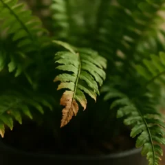 Esta falha de luz resseca as pontas das folhas da samambaia