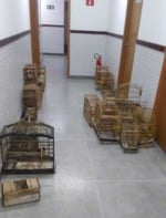 Polícia Civil autua dupla por crime ambiental e apreende aves em Planalto