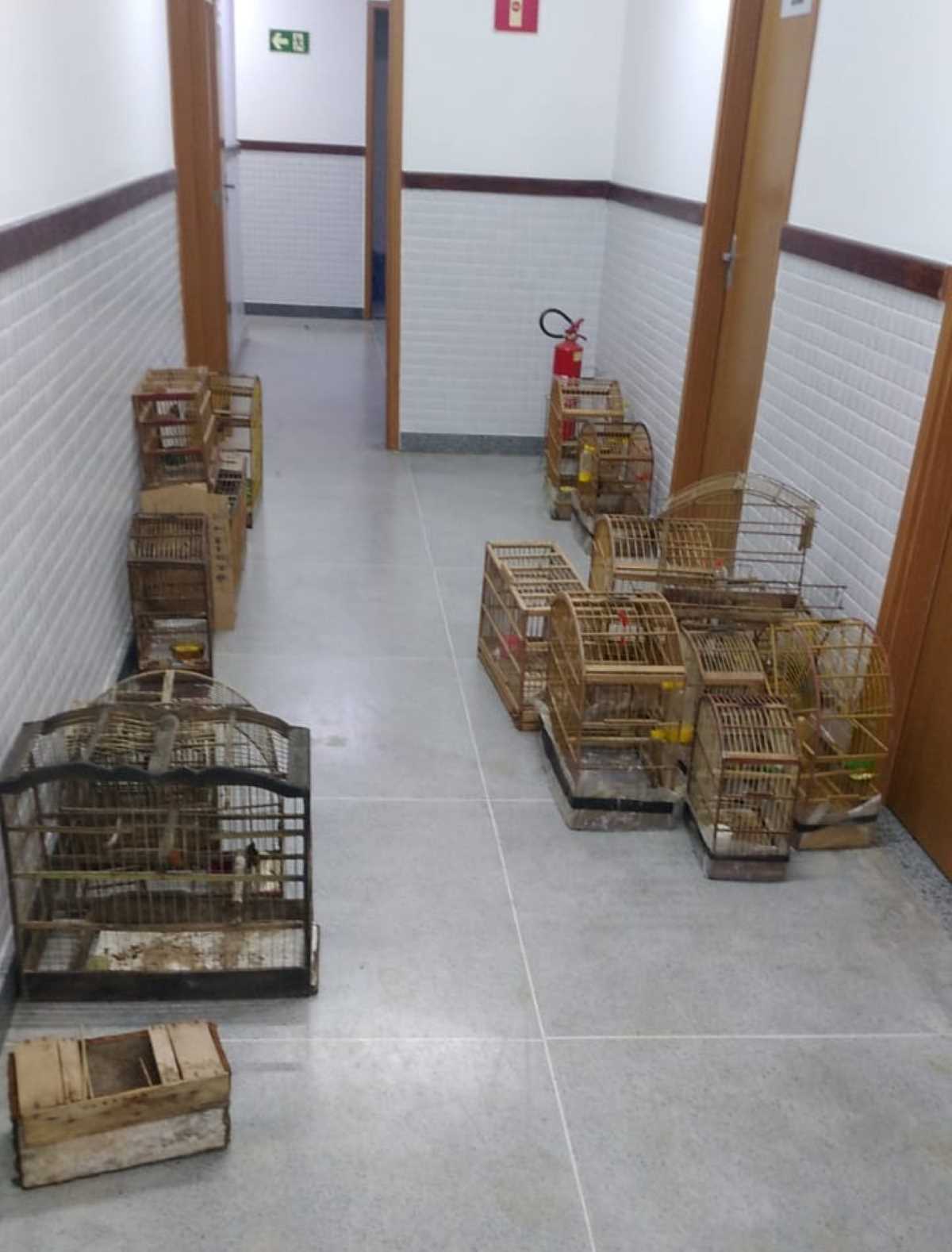 Polícia Civil autua dupla por crime ambiental e apreende aves em Planalto