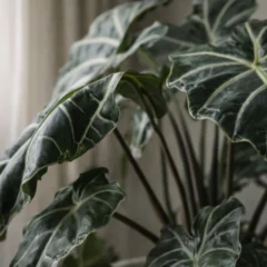 Mesmo em ambientes claros, a alocasia amaz&ocirc;nica pode perder for&ccedil;a