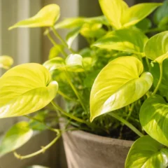 Mesmo perto da janela, a jiboia neon pode desbotar por um detalhe de luz