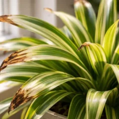 O clorofito queimado no sol da janela revela um erro comum que muita gente n&atilde;o nota