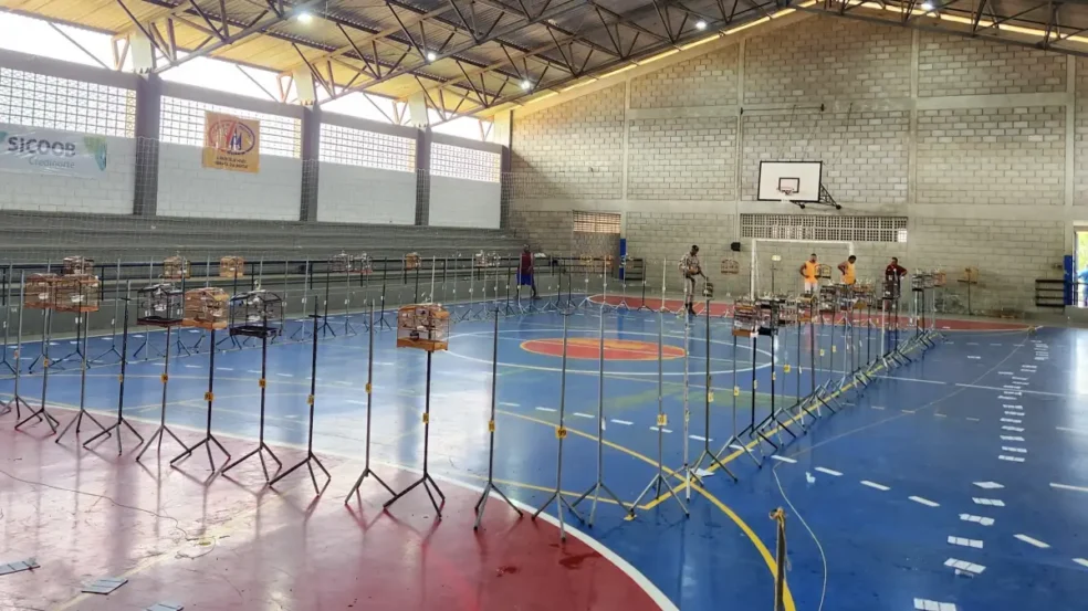 Evento clandestino de canto de pássaros é fechado e mais de 100 aves são resgatadas no Extremo Sul Evento clandestino de canto de pássaros é fechado e mais de 100 aves são resgatadas no Extremo Sul