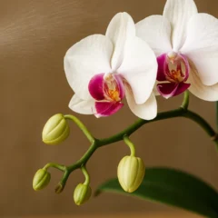 Orquídea o truque com borrifador que ativa brotos mais rapidamente