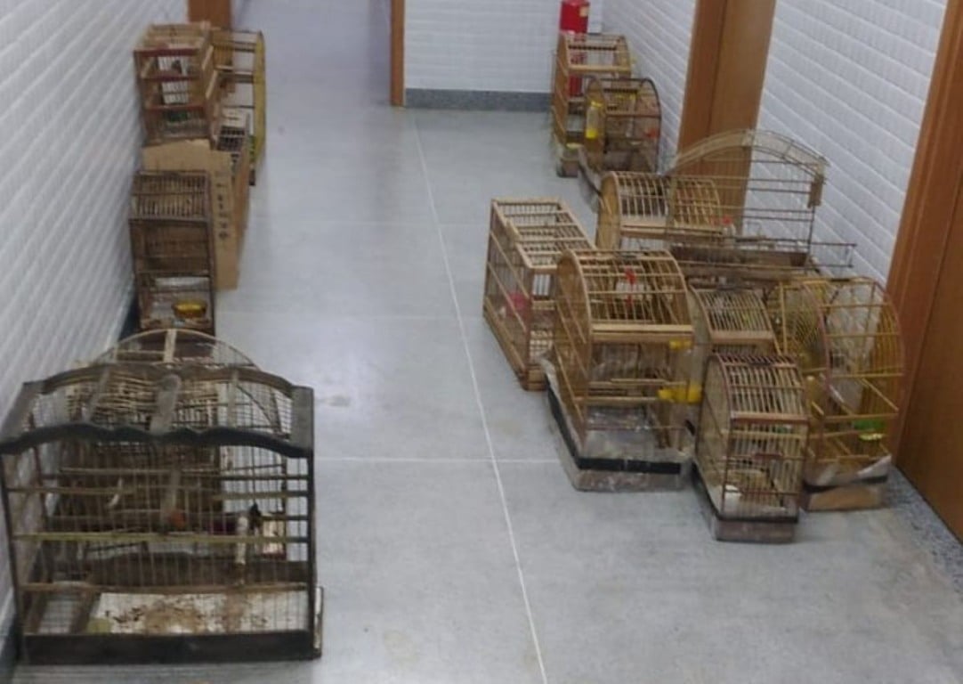 Polícia Civil autua dupla por crime ambiental em Planalto Polícia Civil autua dupla por crime ambiental em Planalto