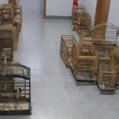 Polícia Civil autua dupla por crime ambiental em Planalto