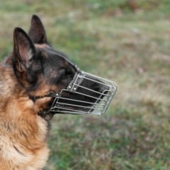 Ataques recentes de cães na Bahia reacendem debate e Antônio Cardoso aprova lei que exige focinheira para cães de grande porte