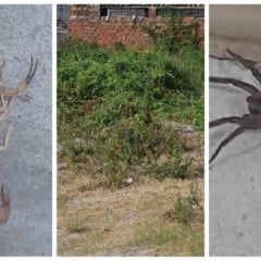 animais pe&ccedil;onhetos