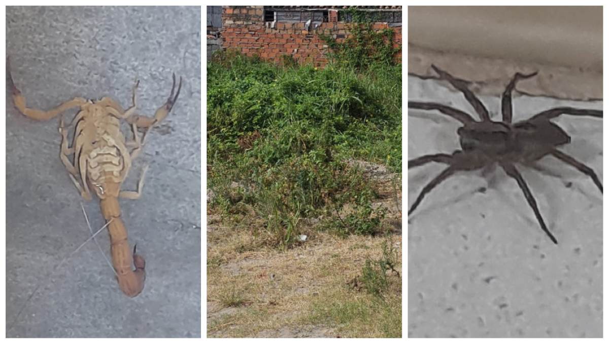 animais peçonhetos animais peçonhetos