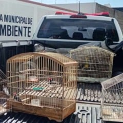 Animais silvestres são apreendidos pela Secretaria de Meio Ambiente em Guanambi