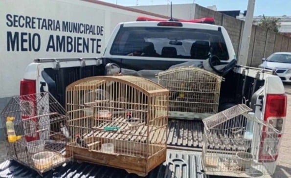 Animais silvestres são apreendidos pela Secretaria de Meio Ambiente em Guanambi